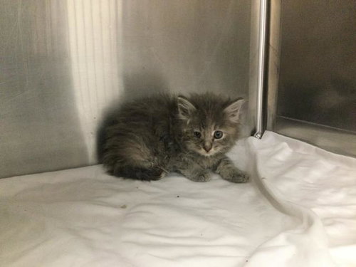 A1917182, an adoptable Domestic Long Hair in Thousand Palms, CA