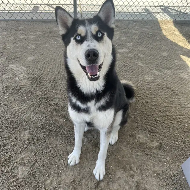 Bubba - Siberian Husky