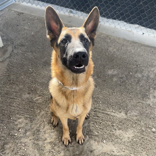 EVIE, an adoptable German Shepherd Dog in Thousand Palms, CA