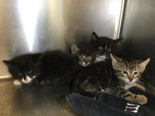 JOSH, an adoptable Domestic Short Hair in Thousand Palms, CA