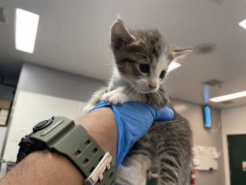 A1912944, an adoptable Domestic Short Hair in Thousand Palms, CA