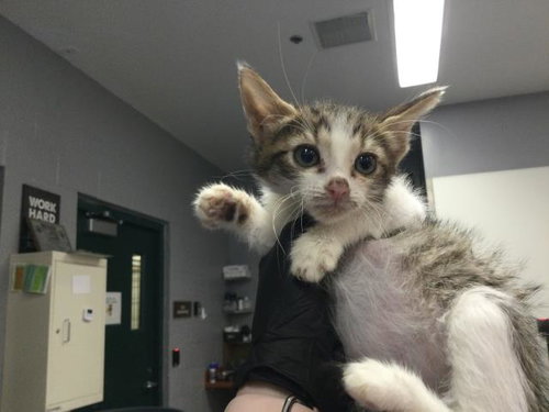 A1913304, an adoptable Domestic Short Hair in Thousand Palms, CA