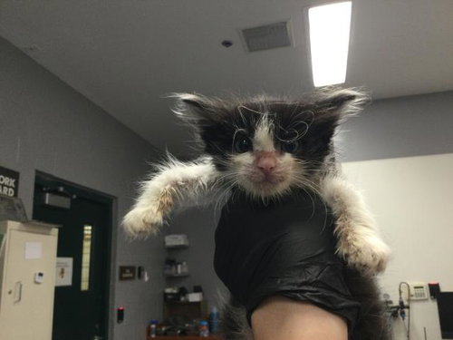 A1913309, an adoptable Domestic Short Hair in Thousand Palms, CA