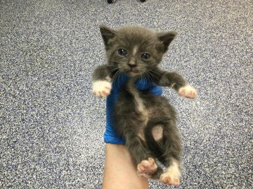 A1913629, an adoptable Domestic Short Hair in Thousand Palms, CA