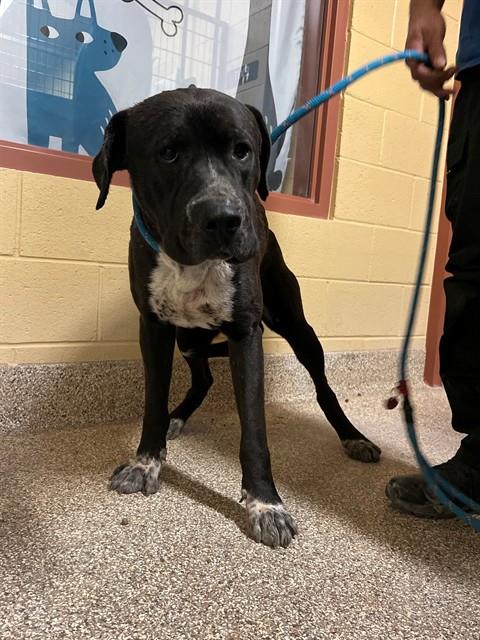 ROCKY, an adoptable Labrador Retriever in Thousand Palms, CA