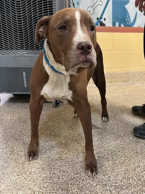 LORETTA, an adoptable Pit Bull Terrier in Thousand Palms, CA