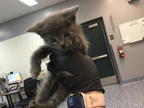LOKI, an adoptable Domestic Short Hair in Thousand Palms, CA