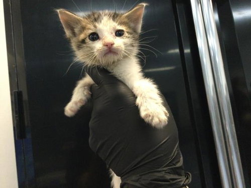 RUSTY, an adoptable Domestic Short Hair in Thousand Palms, CA