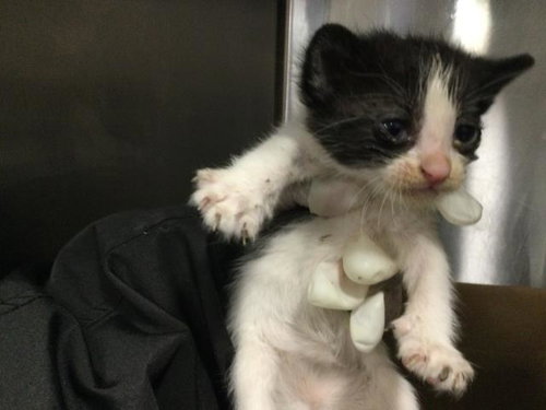 RAIN, an adoptable Domestic Short Hair in Thousand Palms, CA