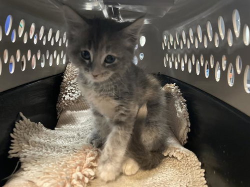 A1915069, an adoptable Domestic Short Hair in Thousand Palms, CA