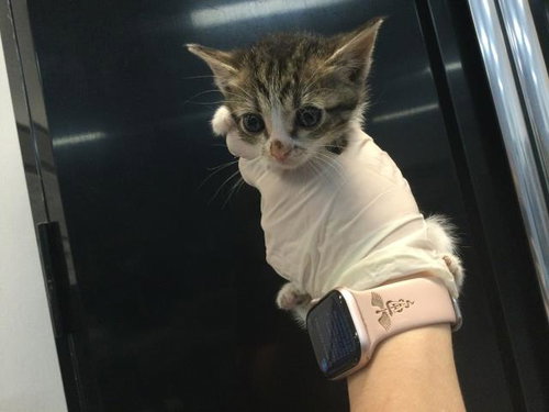 A1915514, an adoptable Domestic Short Hair in Thousand Palms, CA