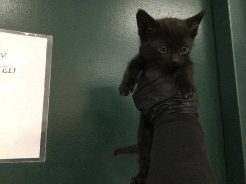 PO, an adoptable Domestic Short Hair in Thousand Palms, CA