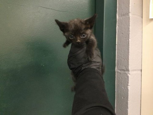 LAA-LAA, an adoptable Domestic Short Hair in Thousand Palms, CA