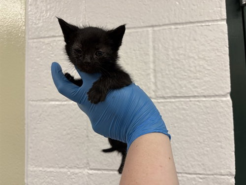 FERN, an adoptable Domestic Short Hair in Thousand Palms, CA