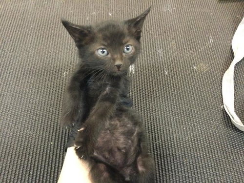 FERN, an adoptable Domestic Short Hair in Thousand Palms, CA