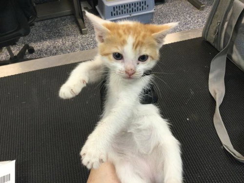 CLOVER, an adoptable Domestic Short Hair in Thousand Palms, CA