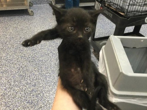 DANDELION, an adoptable Domestic Short Hair in Thousand Palms, CA