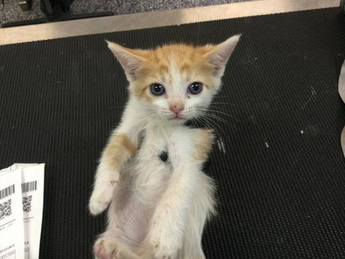 NETTLE, an adoptable Domestic Short Hair in Thousand Palms, CA