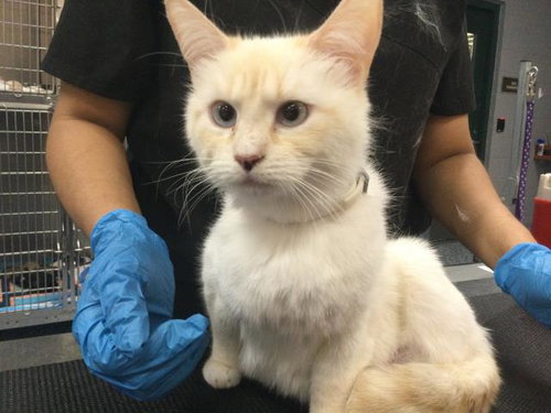 REMY, an adoptable Domestic Short Hair in Thousand Palms, CA