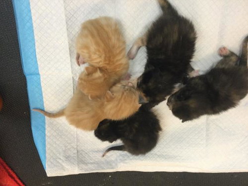 A1916040, an adoptable Domestic Short Hair in Thousand Palms, CA