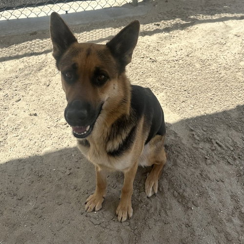 LILA, an adoptable German Shepherd Dog in Thousand Palms, CA