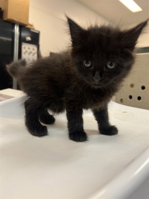 JUNE, an adoptable Domestic Short Hair in Thousand Palms, CA