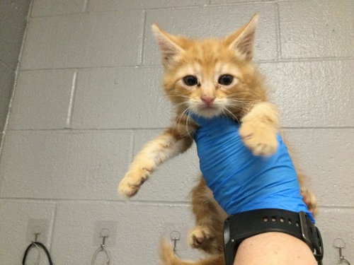 A1917861, an adoptable Domestic Short Hair in Thousand Palms, CA