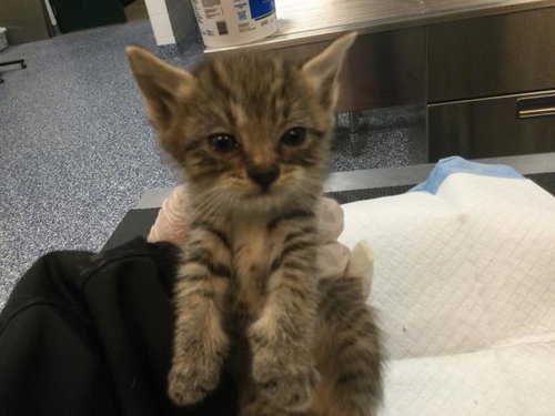 POSEY, an adoptable Domestic Short Hair in Thousand Palms, CA
