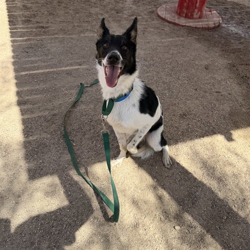 ROCKET, an adoptable Border Collie in Thousand Palms, CA