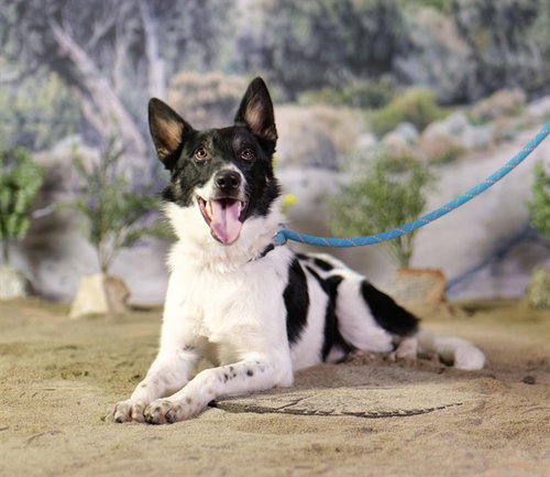 ROCKET, an adoptable Border Collie in Thousand Palms, CA