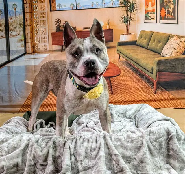 Ivy - Pit Bull Terrier
