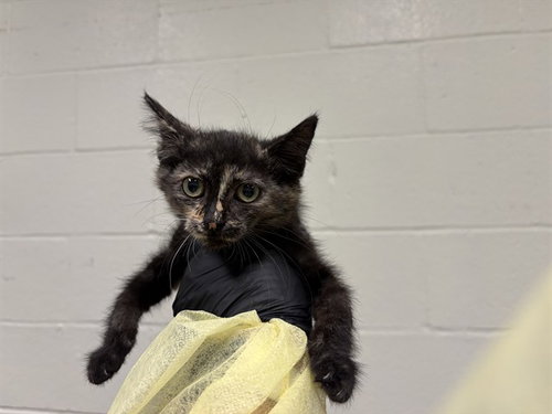 A1918153, Baby Domestic Short Hair (medium coat), cat for adoption in Thousand Palms, California