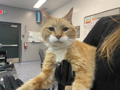 KAT, Senior Domestic Medium Hair (medium coat), cat for adoption in Coachella, California