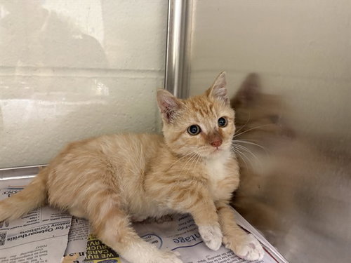 JIMOTHY, Baby Domestic Short Hair (short coat), cat for adoption in Thousand Palms, California
