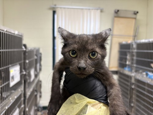 REGGIE, Baby Domestic Short Hair (medium coat), cat for adoption in Thousand Palms, California