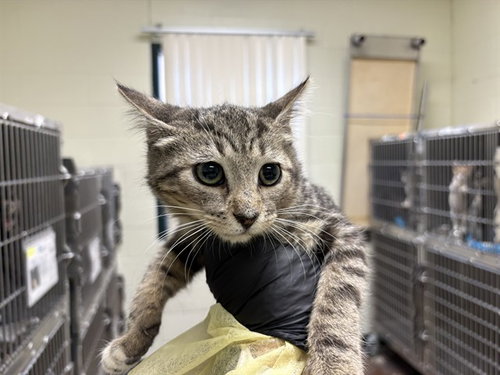 TWINKIE, Baby Domestic Short Hair (medium coat), cat for adoption in Thousand Palms, California