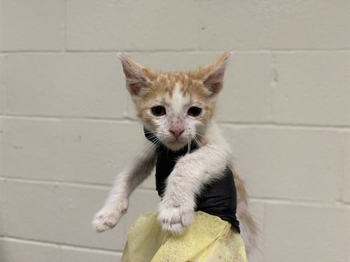 A1917867, Baby Domestic Short Hair (short coat), cat for adoption in Thousand Palms, California
