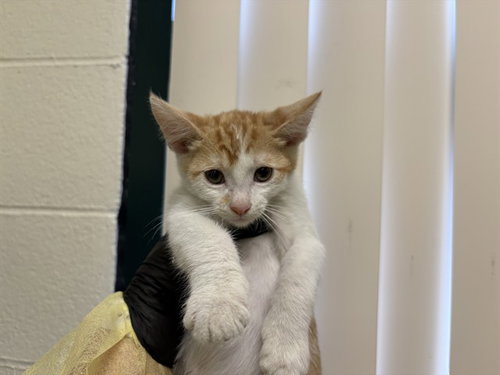 A1917868, Baby Domestic Short Hair (short coat), cat for adoption in Thousand Palms, California
