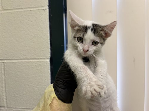 A1917869, Baby Domestic Short Hair (short coat), cat for adoption in Thousand Palms, California