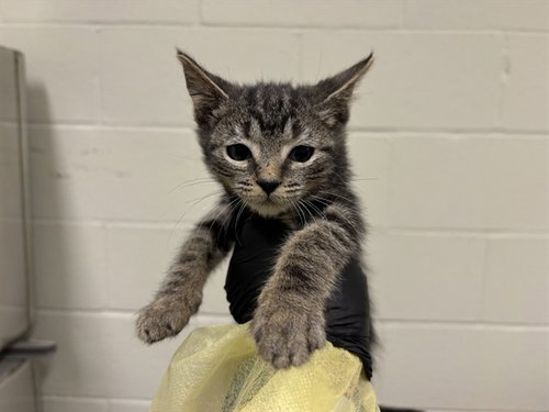 A1917872, Baby Domestic Short Hair (short coat), cat for adoption in Thousand Palms, California