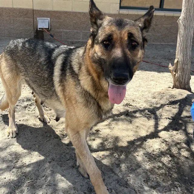 Clover - German Shepherd Dog