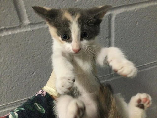 KIKI