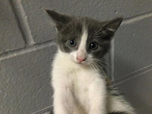 NOVA