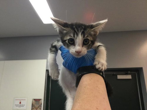 JUNO, Baby Domestic Short Hair (medium coat), cat for adoption in Coachella, California
