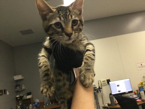 A1906714, Baby Domestic Short Hair (medium coat), cat for adoption in Thousand Palms, California