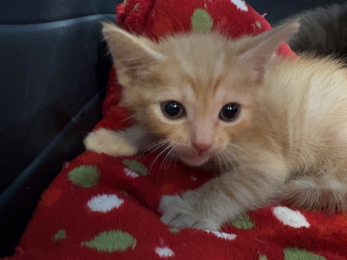 FAWKES, Baby Domestic Short Hair (medium coat), cat for adoption in Coachella, California