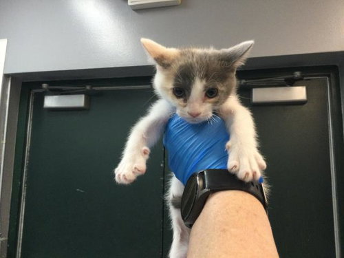 GRACIE, Baby Domestic Short Hair (medium coat), cat for adoption in Coachella, California