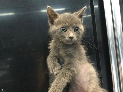 MEADOW, Baby Domestic Short Hair (medium coat), cat for adoption in Coachella, California