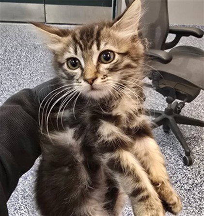 A1916672, Baby Domestic Medium Hair (medium coat), cat for adoption in Coachella, California