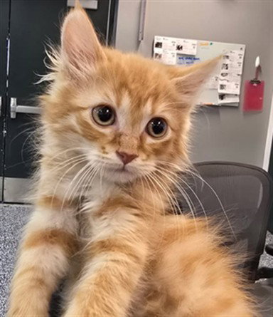 A1916673, Baby Domestic Medium Hair (medium coat), cat for adoption in Coachella, California